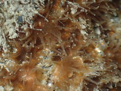 Polycyathus chaishanensis