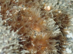 Polycyathus chaishanensis