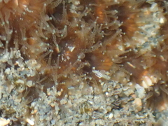 Polycyathus chaishanensis