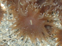 Polycyathus chaishanensis