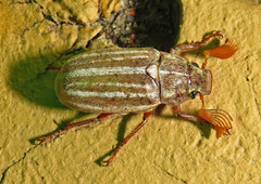 Polyphylla occidentalis
