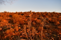 Euryops lateriflorus