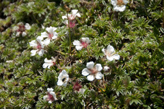Potentilla clusiana