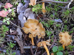 Craterellus lutescens
