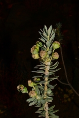 Euryops lateriflorus