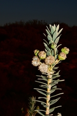 Euryops lateriflorus