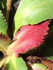 Micranthes occidentalis