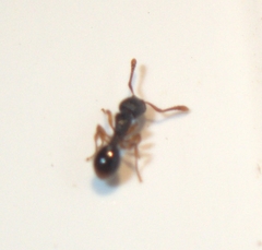 Myrmecina americana