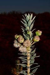 Euryops lateriflorus