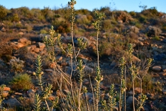 Euryops lateriflorus