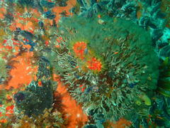 Pseudopotamilla reniformis