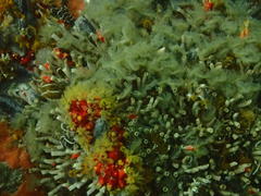 Pseudopotamilla reniformis