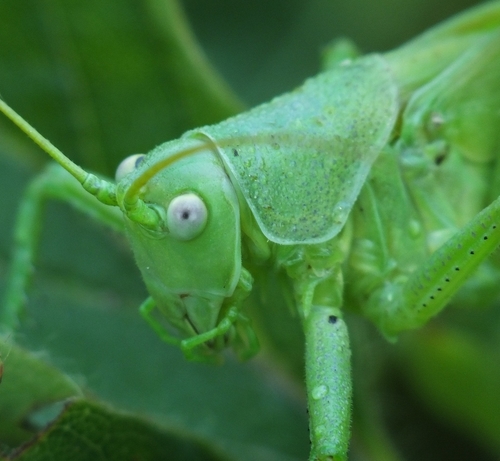 Eastern Green Bush-cricket photo 4