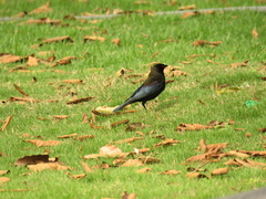 Molothrus aeneus