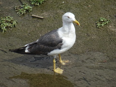 Larus fuscus
