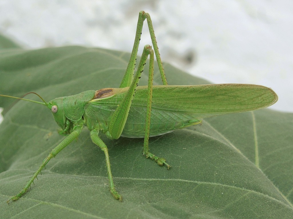 Eastern Green Bush-cricket