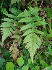 Tectaria subsageniacea