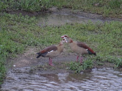 Alopochen aegyptiaca