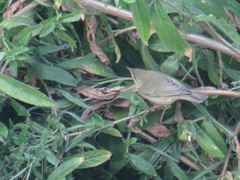 Phylloscopus trochilus