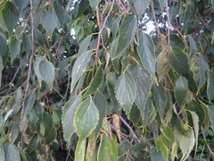 Celtis australis