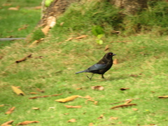 Molothrus aeneus
