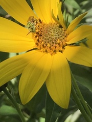 Agapostemon virescens