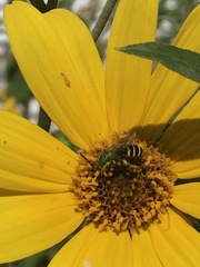 Agapostemon virescens