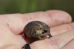 Breviceps gibbosus
