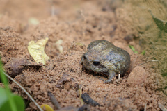 Breviceps gibbosus