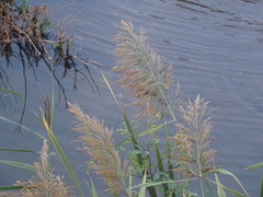 Phragmites australis