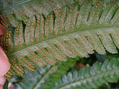 Pteridrys syrmatica