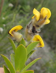 Liparia hirsuta