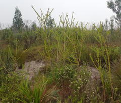 Liparia hirsuta