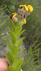 Liparia hirsuta