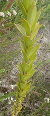 Liparia hirsuta
