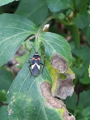 Craspeduchus variegatus