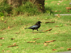 Molothrus aeneus