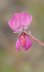 Indigofera sp19b
