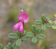 Indigofera sp19b