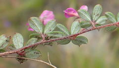 Indigofera sp19b