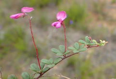 Indigofera sp19b