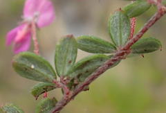 Indigofera sp19b