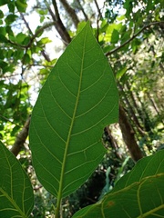 Ficus septica