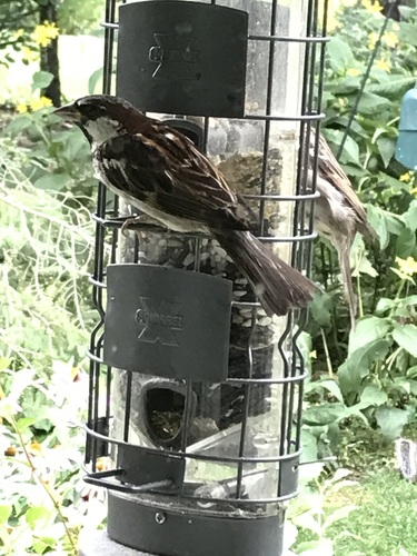 House Sparrow photographed in Wisconsin