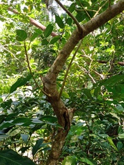 Ficus septica