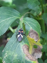 Craspeduchus variegatus