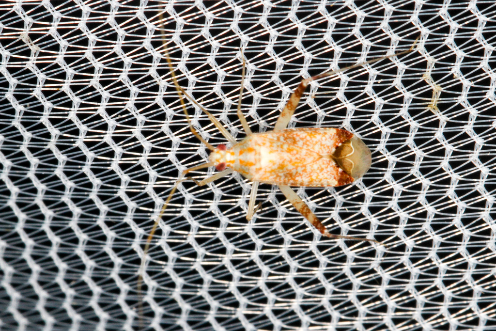 Phytocoris depictus