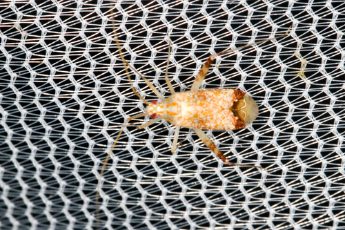 Phytocoris depictus