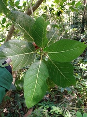 Ficus septica