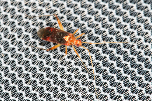 Phytocoris infuscatus